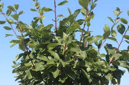 Image of Prunus domestica var. nigra