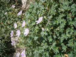 Image of ashy cranesbill