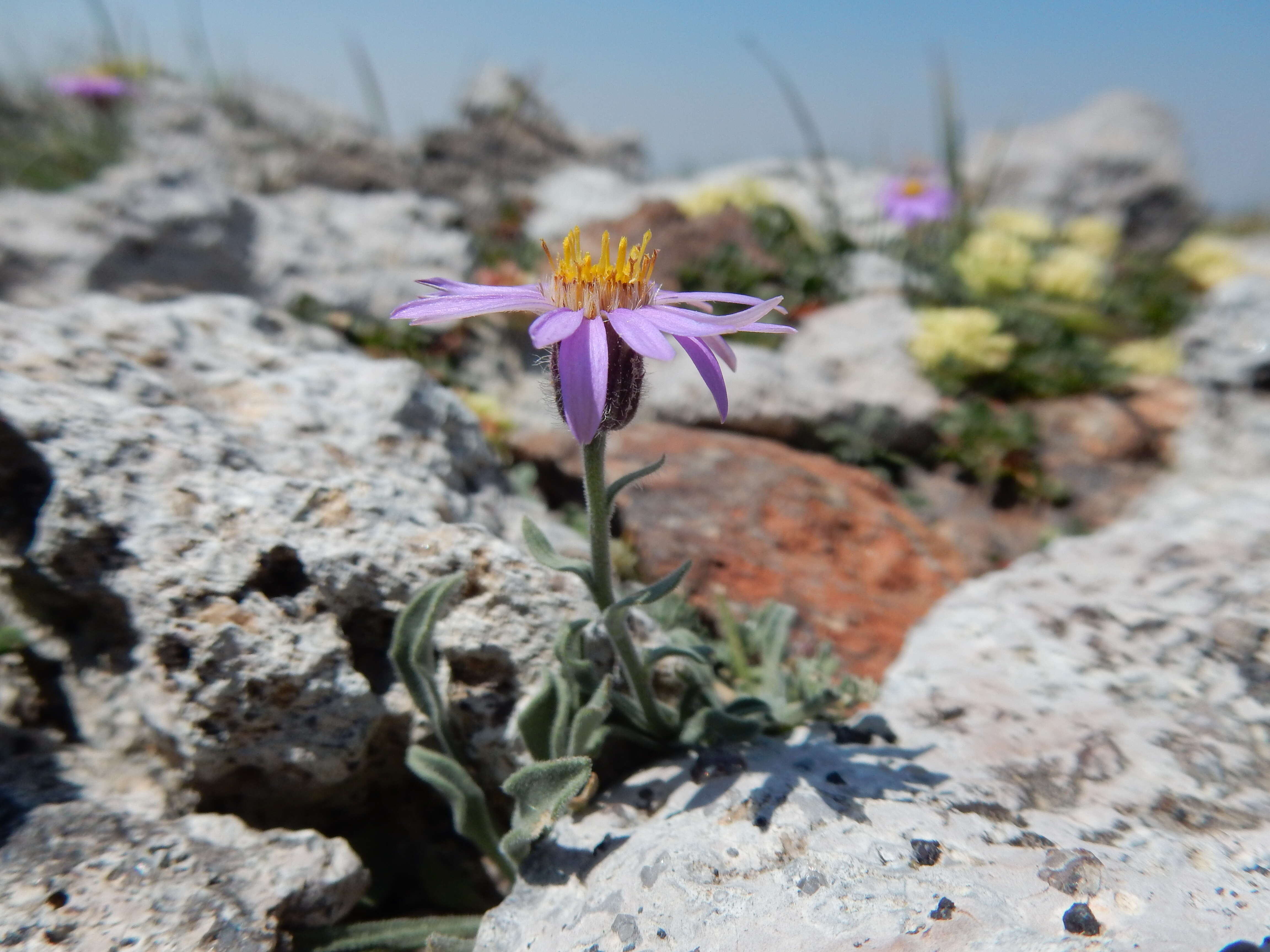 Image of Idaho fleabane