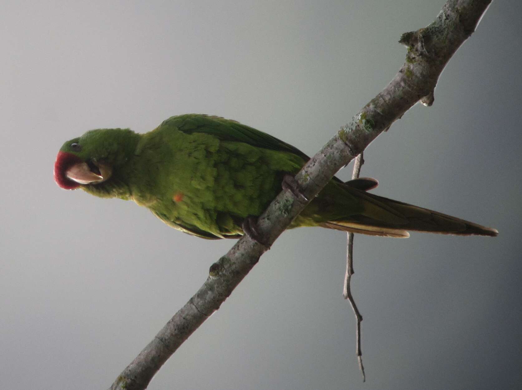 Image of Aratinga wagleri