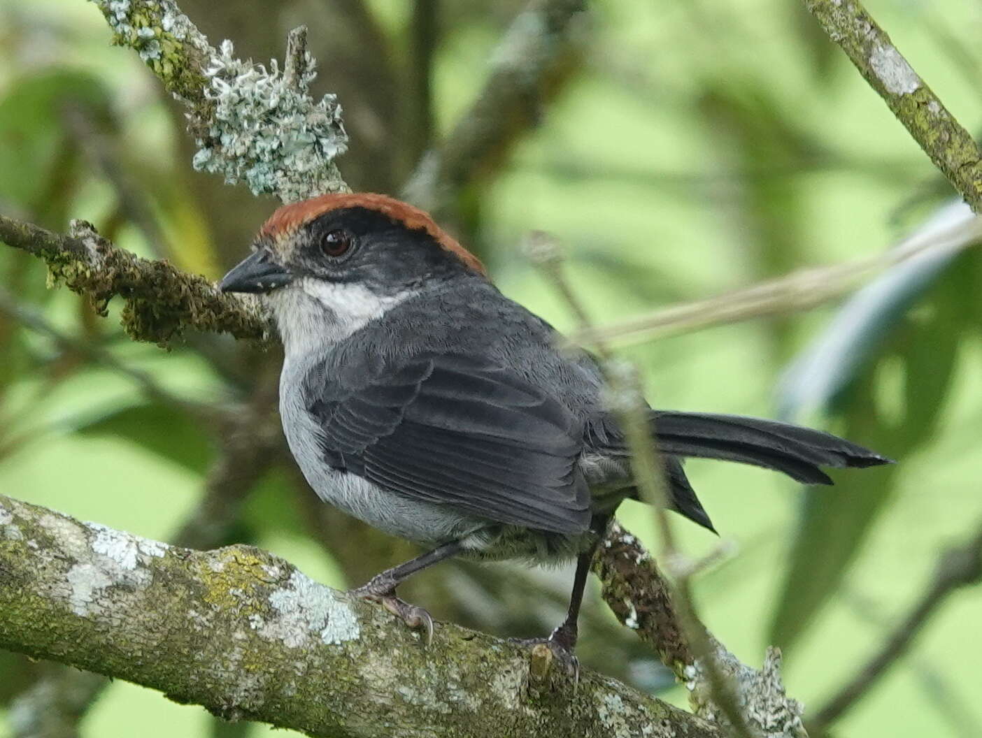 Image of Antioquia Brush-Finch