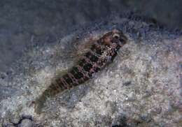 Image of Blue-spot Blenny