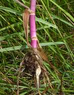 Image of Narrow-leaved Water-dropwort