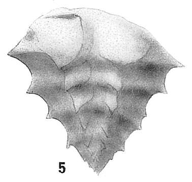 Image of Ehrenbergininae Cushman 1927