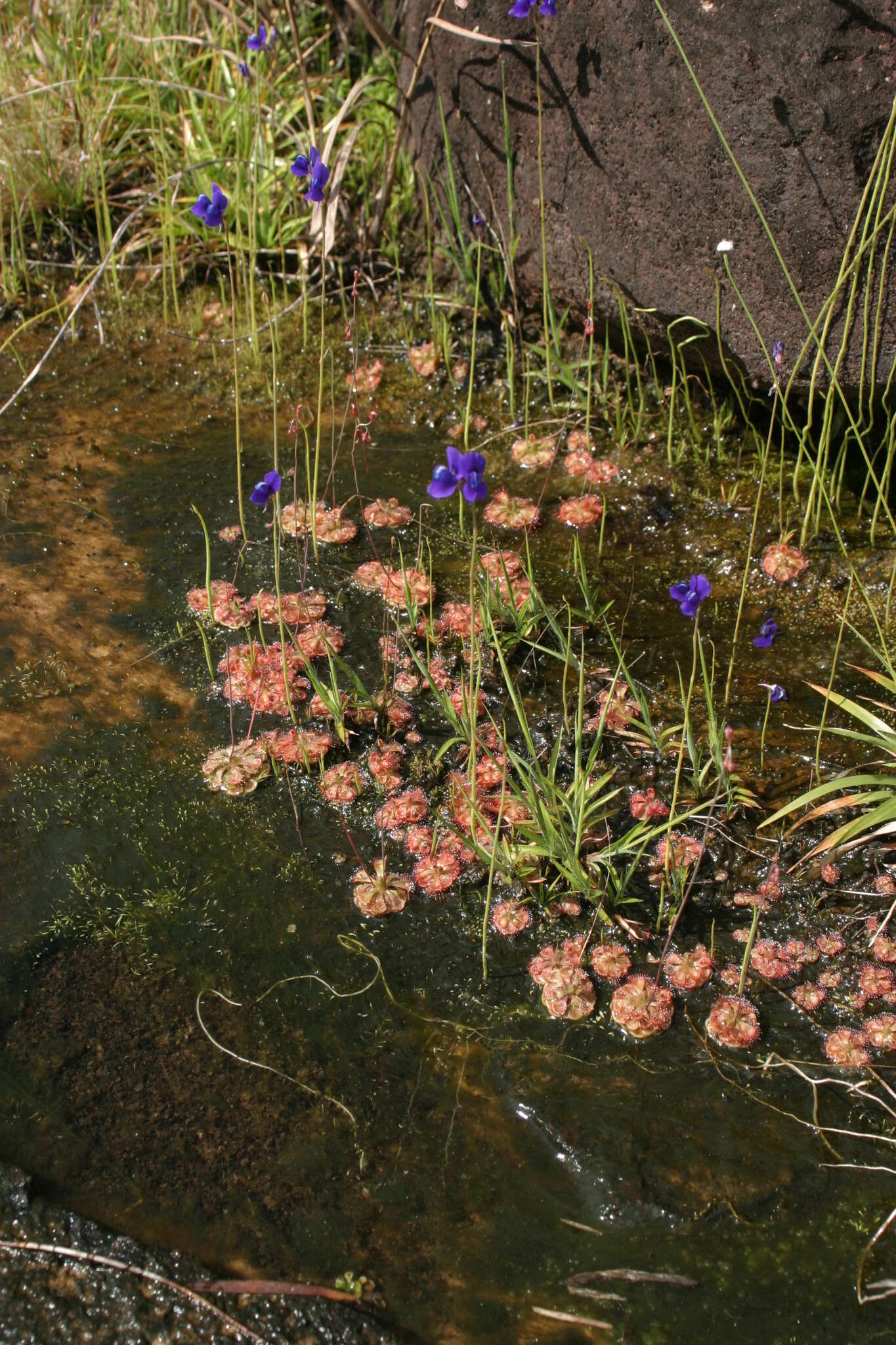 Utricularia delphinioides Thorel ex Pellegr. resmi