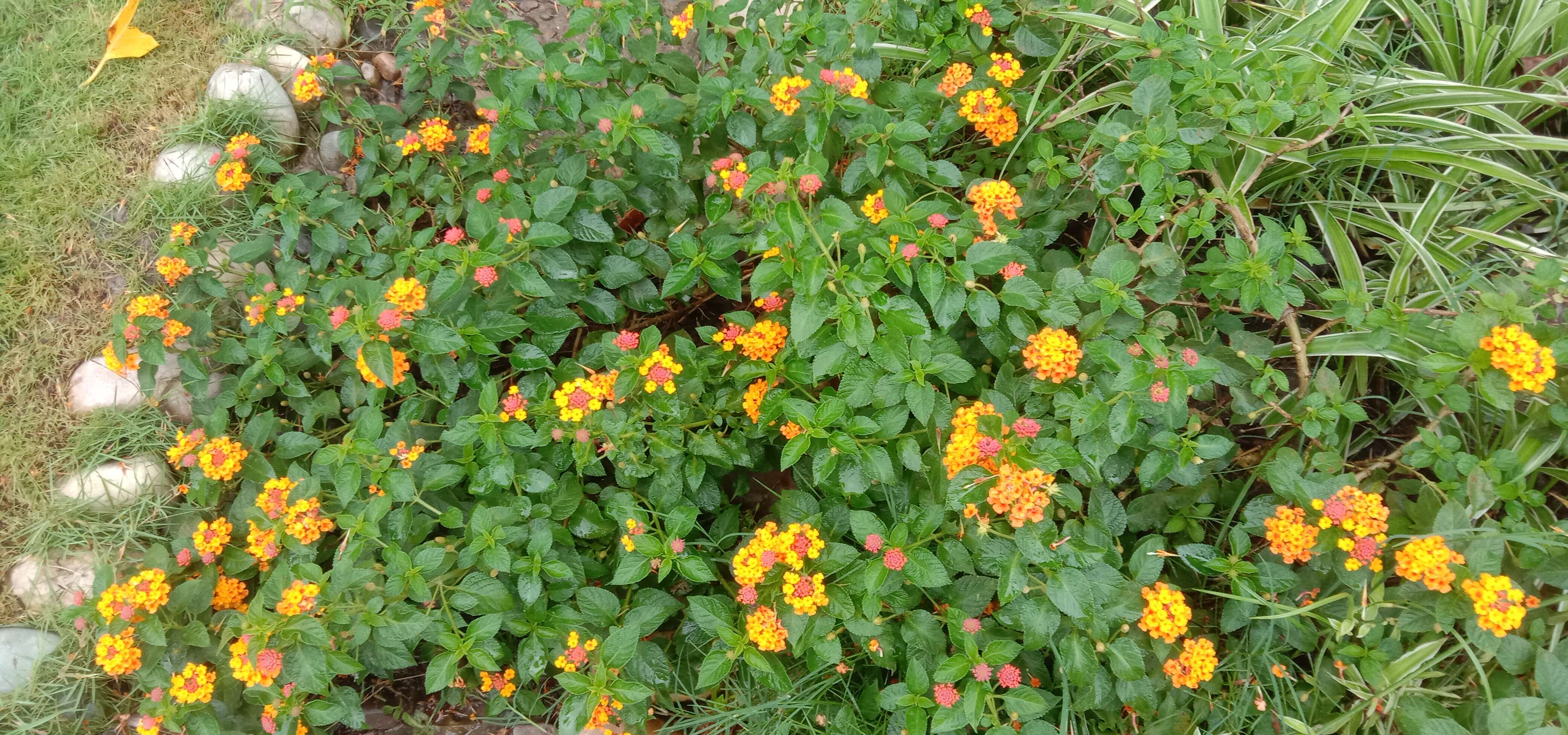 Image of lantana