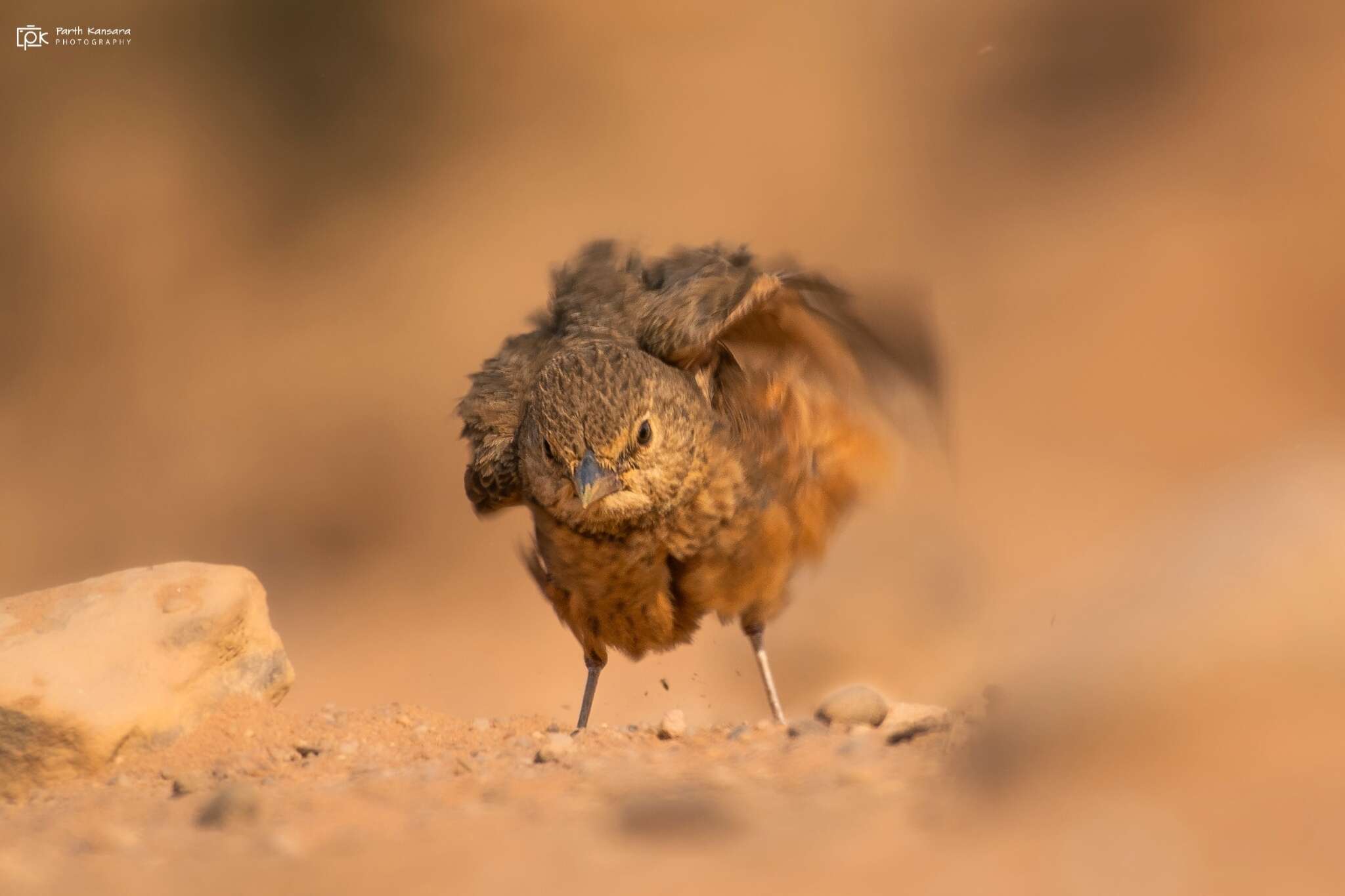 Image of Rufous-tailed Lark