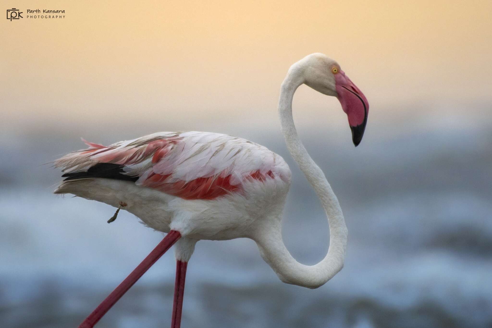 Imagem de Phoenicopterus roseus Pallas 1811