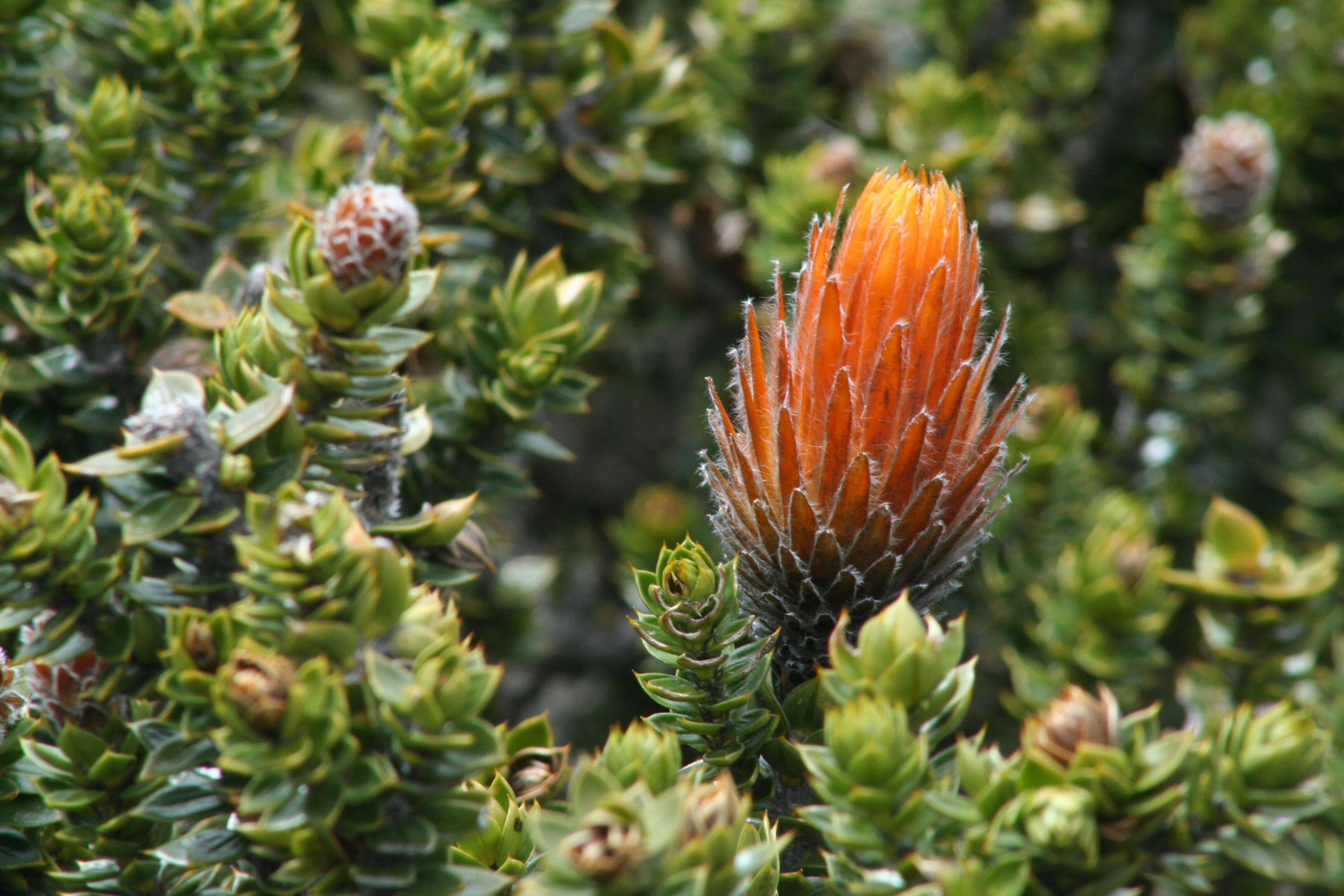 Image of flower of the Andes