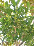 Ficus obliqua G. Forster的圖片