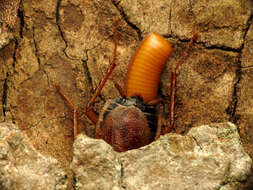 Image of Pennsylvania Wood Cockroach