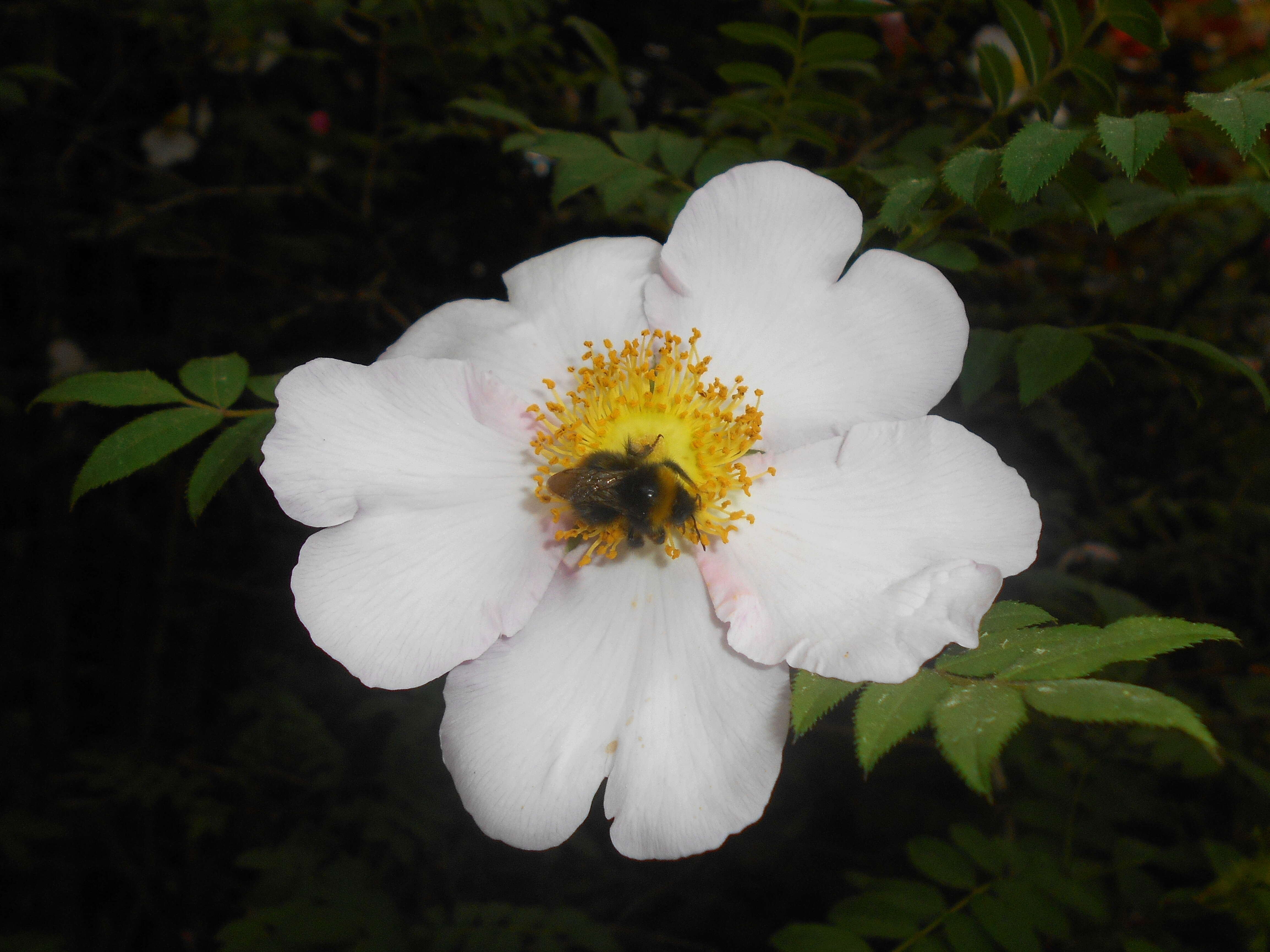 Image of chestnut rose