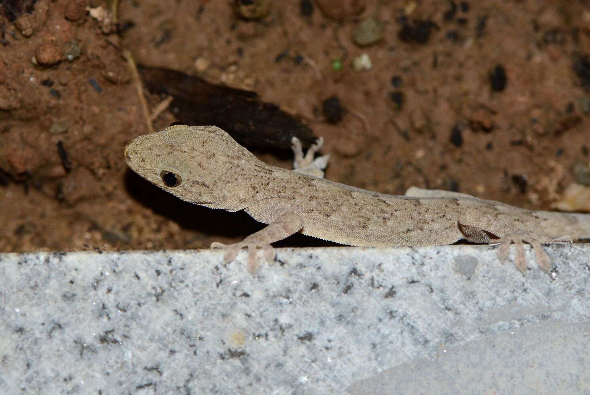 Image of Peking Gecko