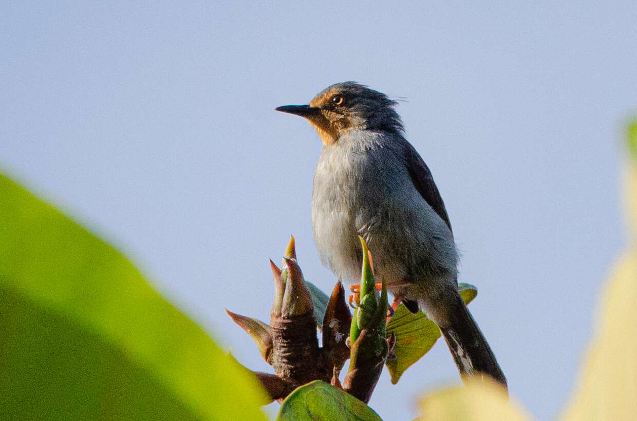 Image of Bamenda Apalis