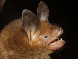 Image of Van Gelder's Bat