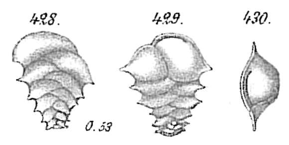 Image of <i>Ehrenbergina serrata</i> Reuss 1850
