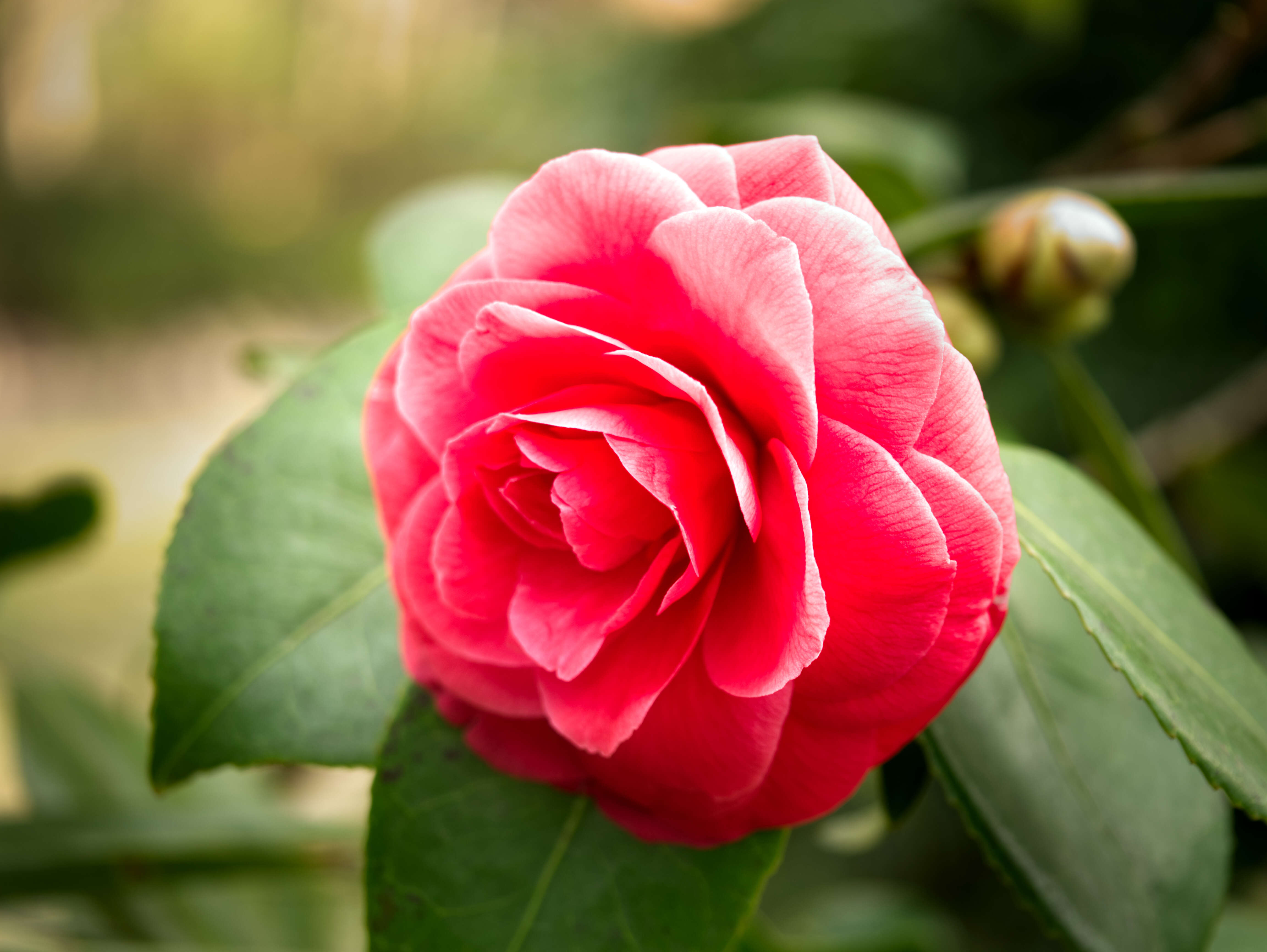 Image of camellia