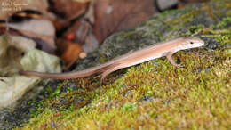 Image of Mountain grass lizard