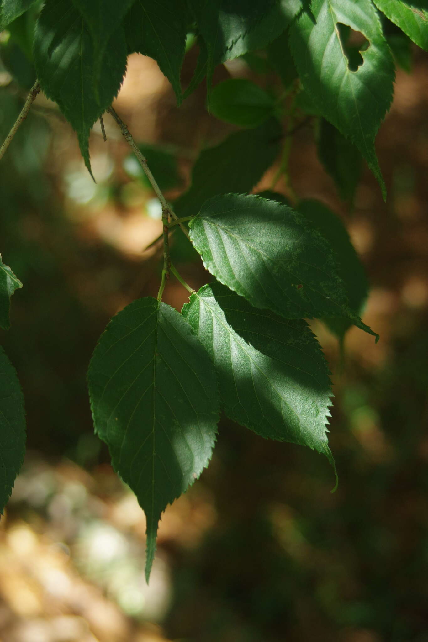 Image of Prunus transarisanensis