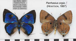 صورة Parrhasius orgia (Hewitson 1867)