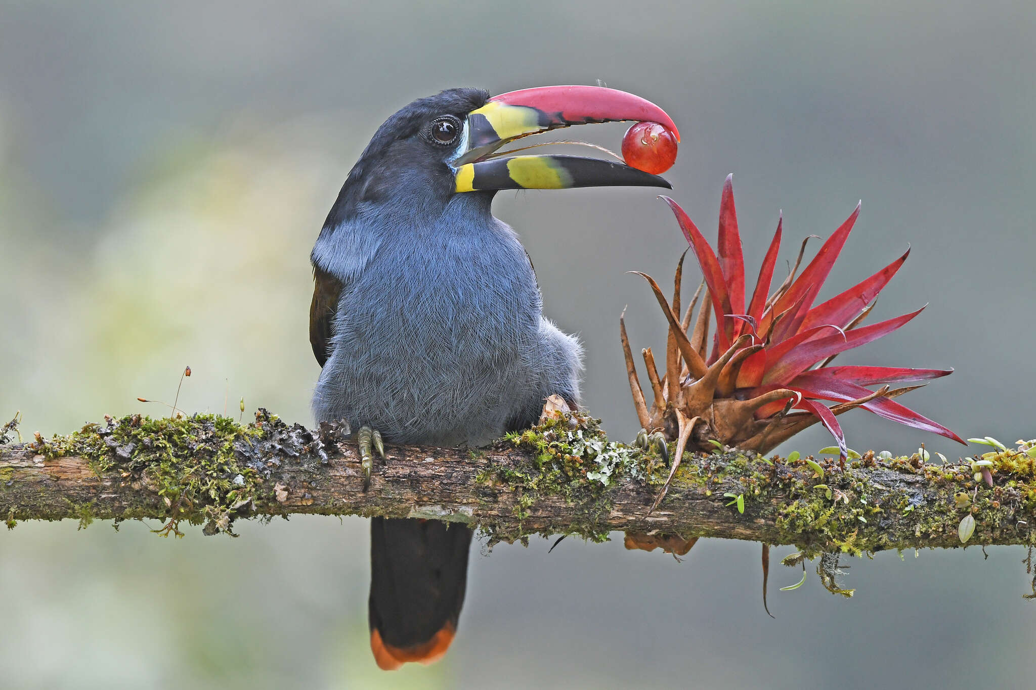 Image de Toucan bleu