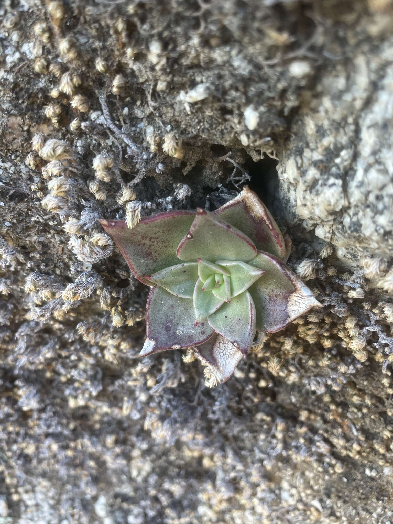 Imagem de Dudleya gatesii Johansen