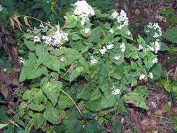 Image of Hitchcock's sedge