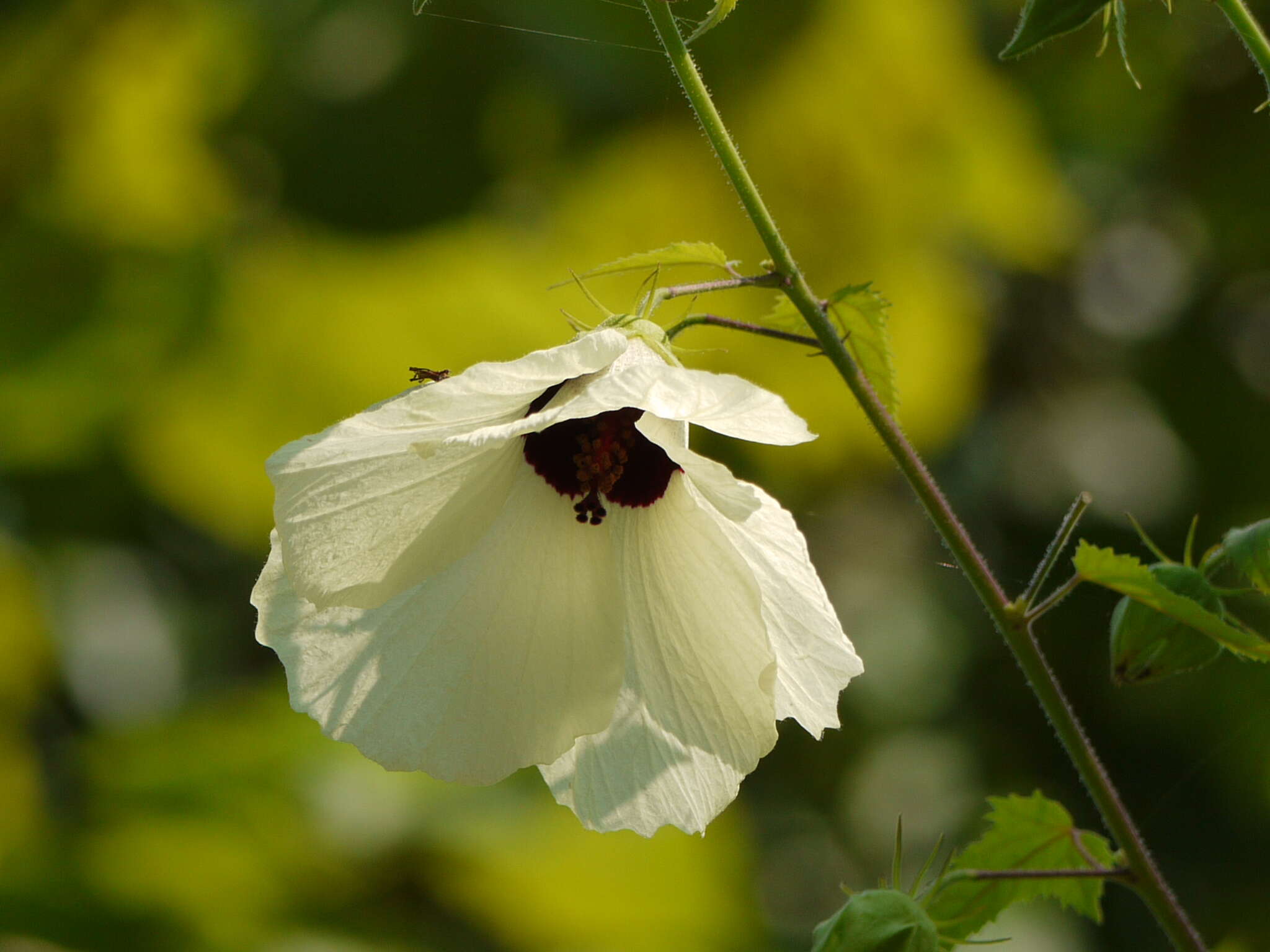 Hibiscus vitifolius L.的圖片