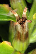 Imagem de Oenothera biennis L.