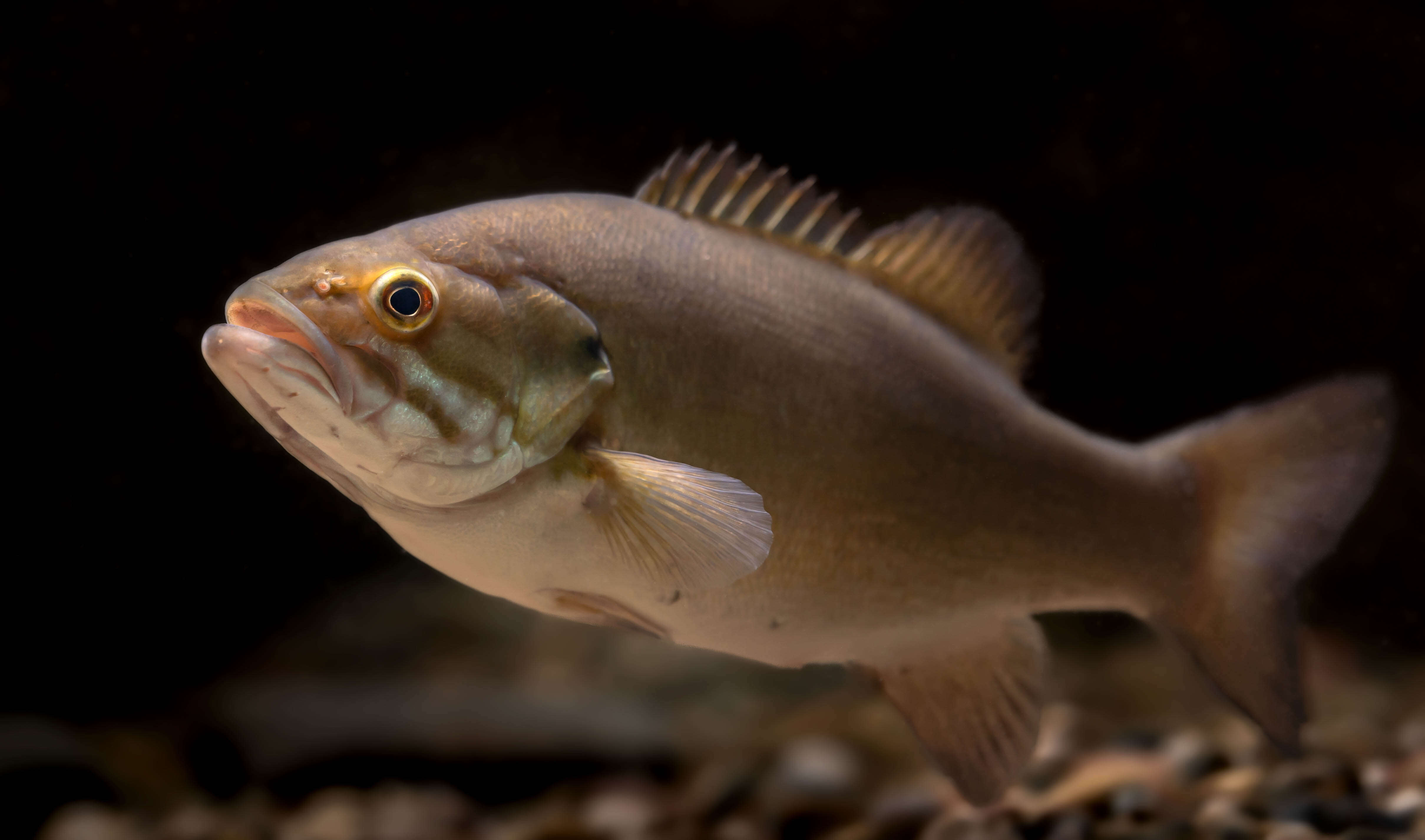 Image of Smallmouth Bass