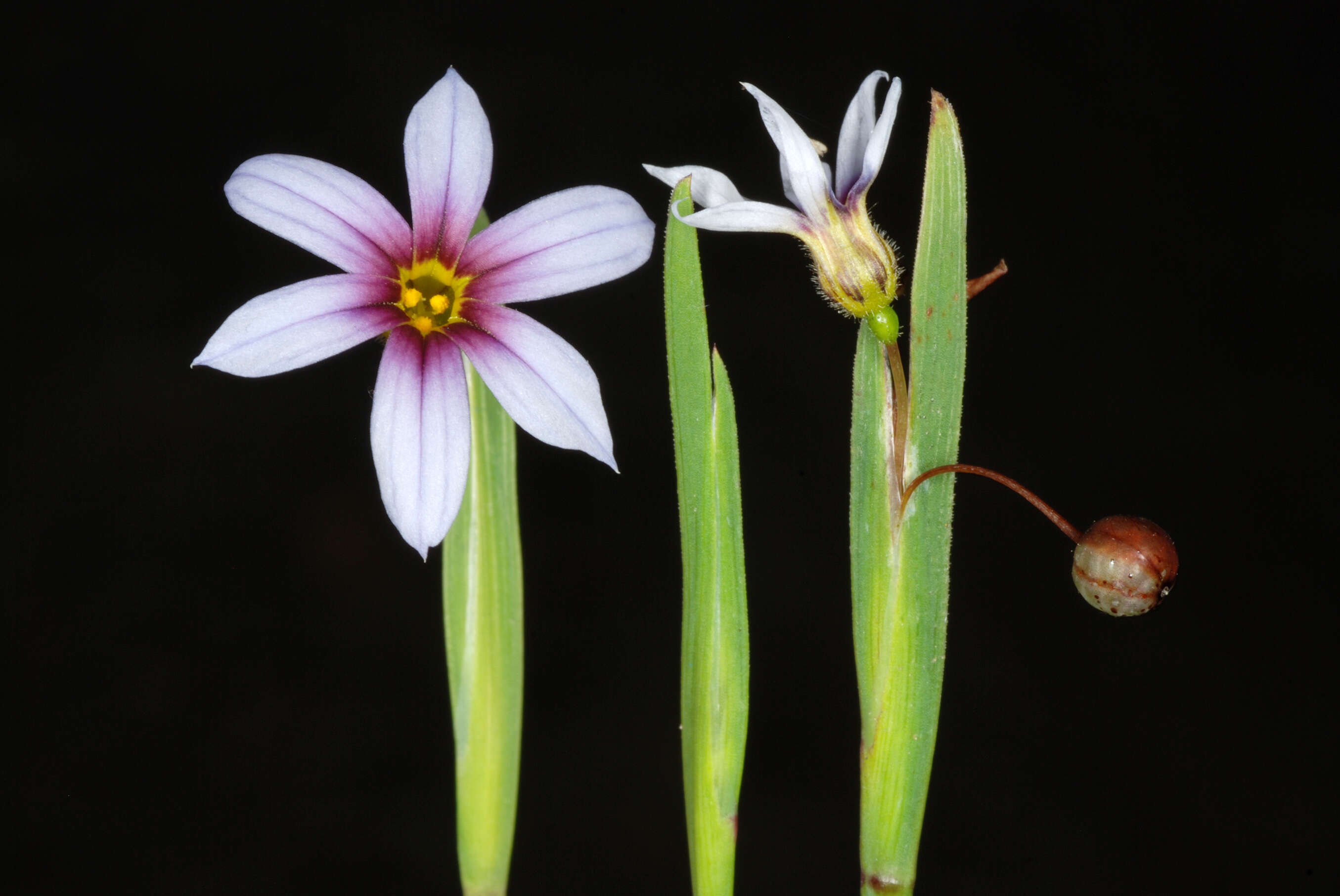 Image of annual blue-eyed grass