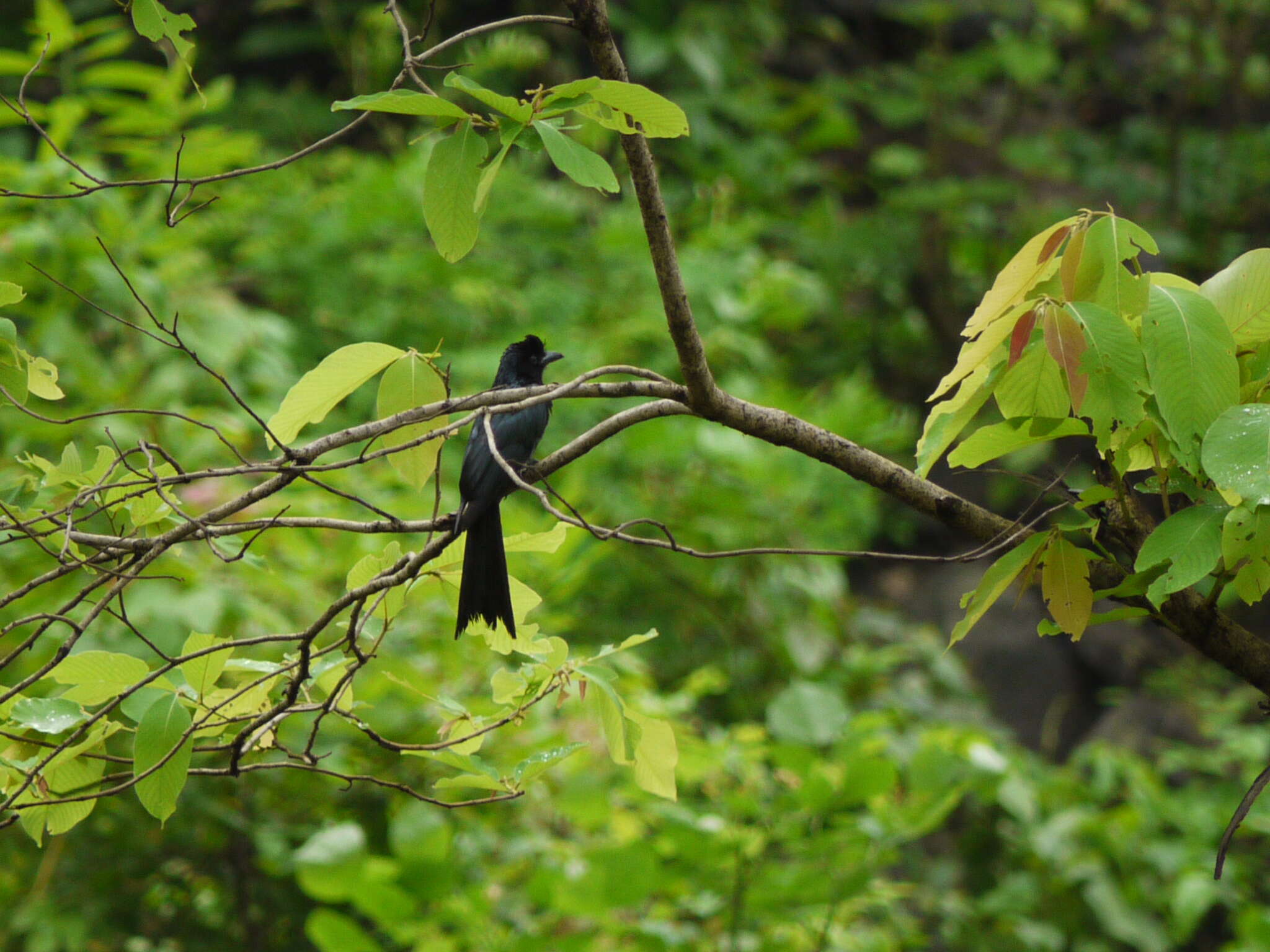 Imagem de Dicrurus paradiseus (Linnaeus 1766)