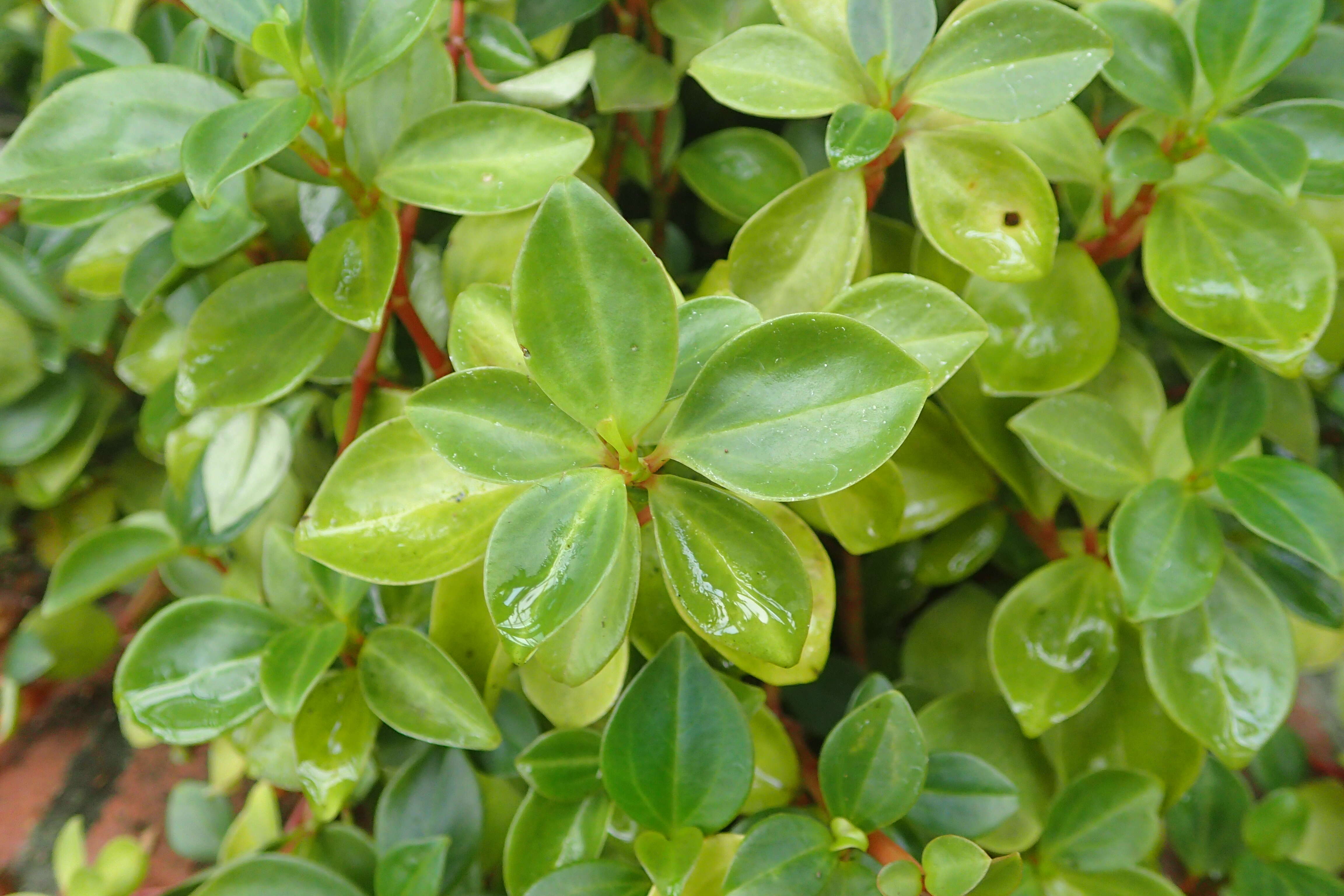 Image of cypress peperomia