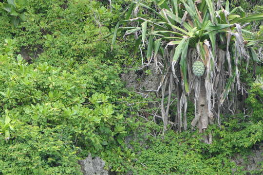 Image of bakong