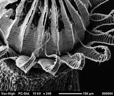 صورة Brachythecium salebrosum W. P. Schimper ex B. S. G. 1853