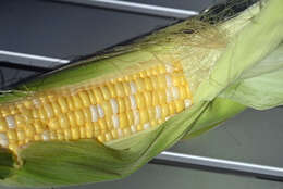 Image of Zea mays Saccharata