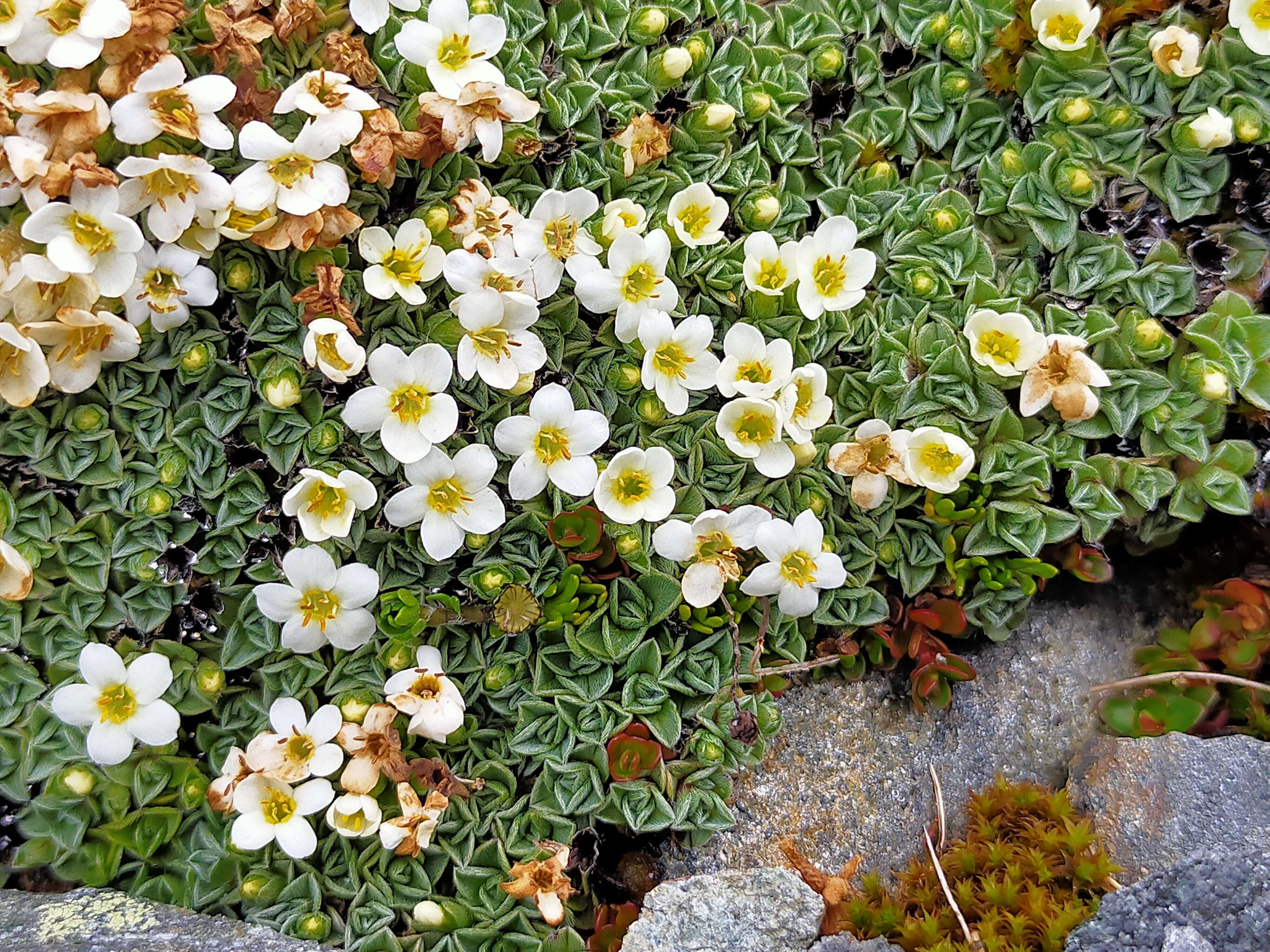 Imagem de Myosotis glabrescens L. B. Moore