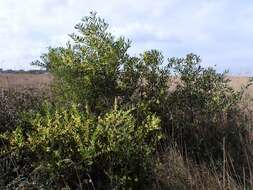 Imagem de Acacia longifolia (Andrews) Willd.