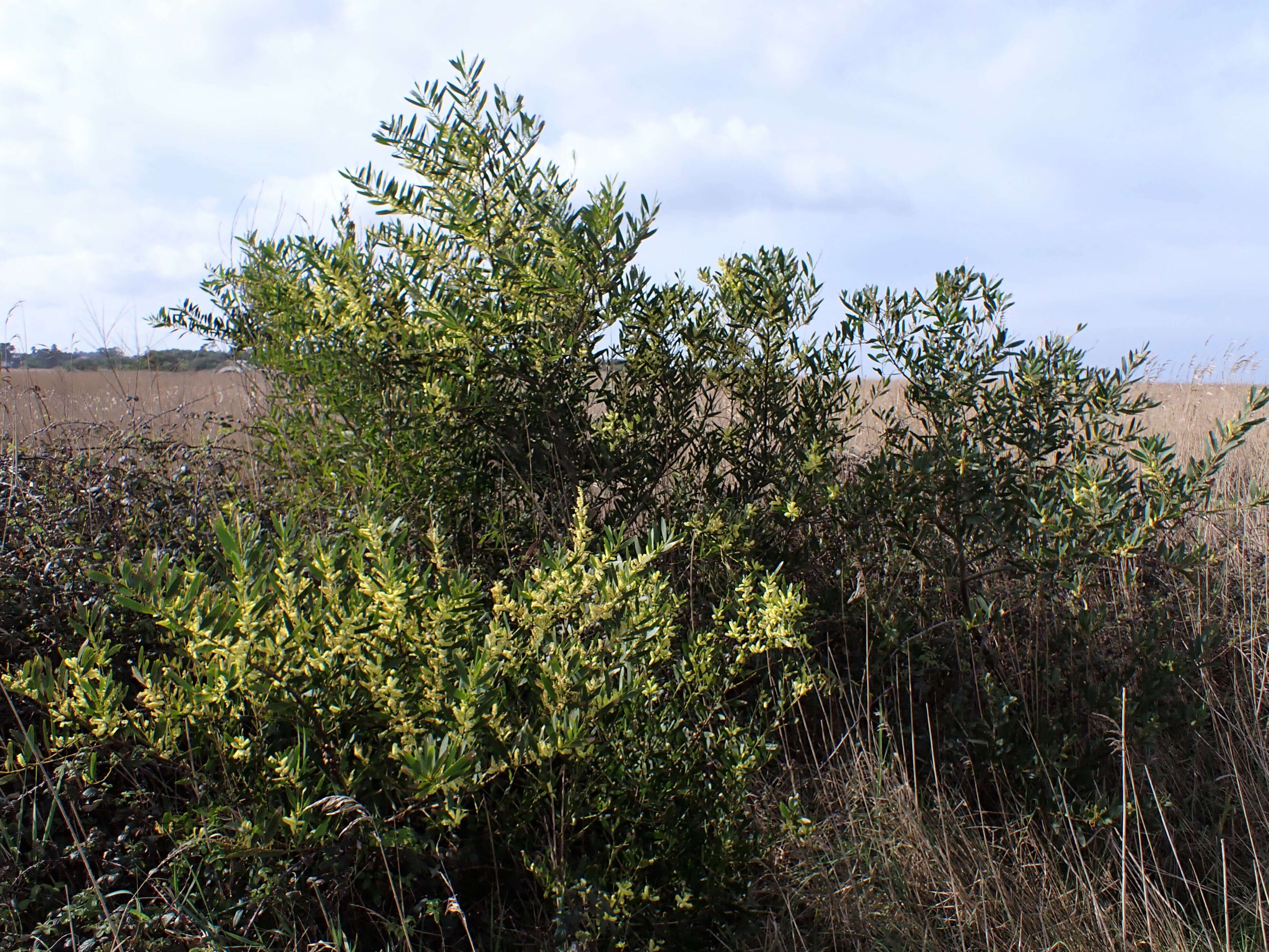 Imagem de Acacia longifolia (Andrews) Willd.