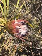 Image of Bashful protea