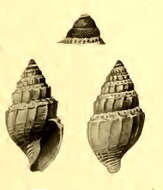 صورة Mioawateria extensaeformis (Schepman 1913)