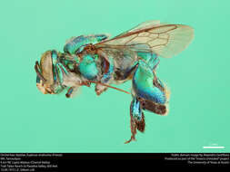 Image of Euglossa viridissima Friese 1899