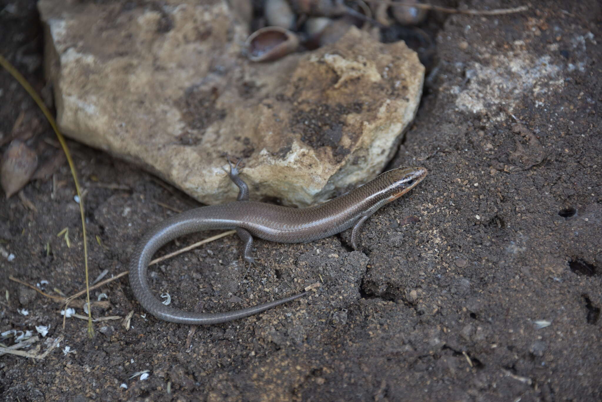 Image of Four-lined Skink