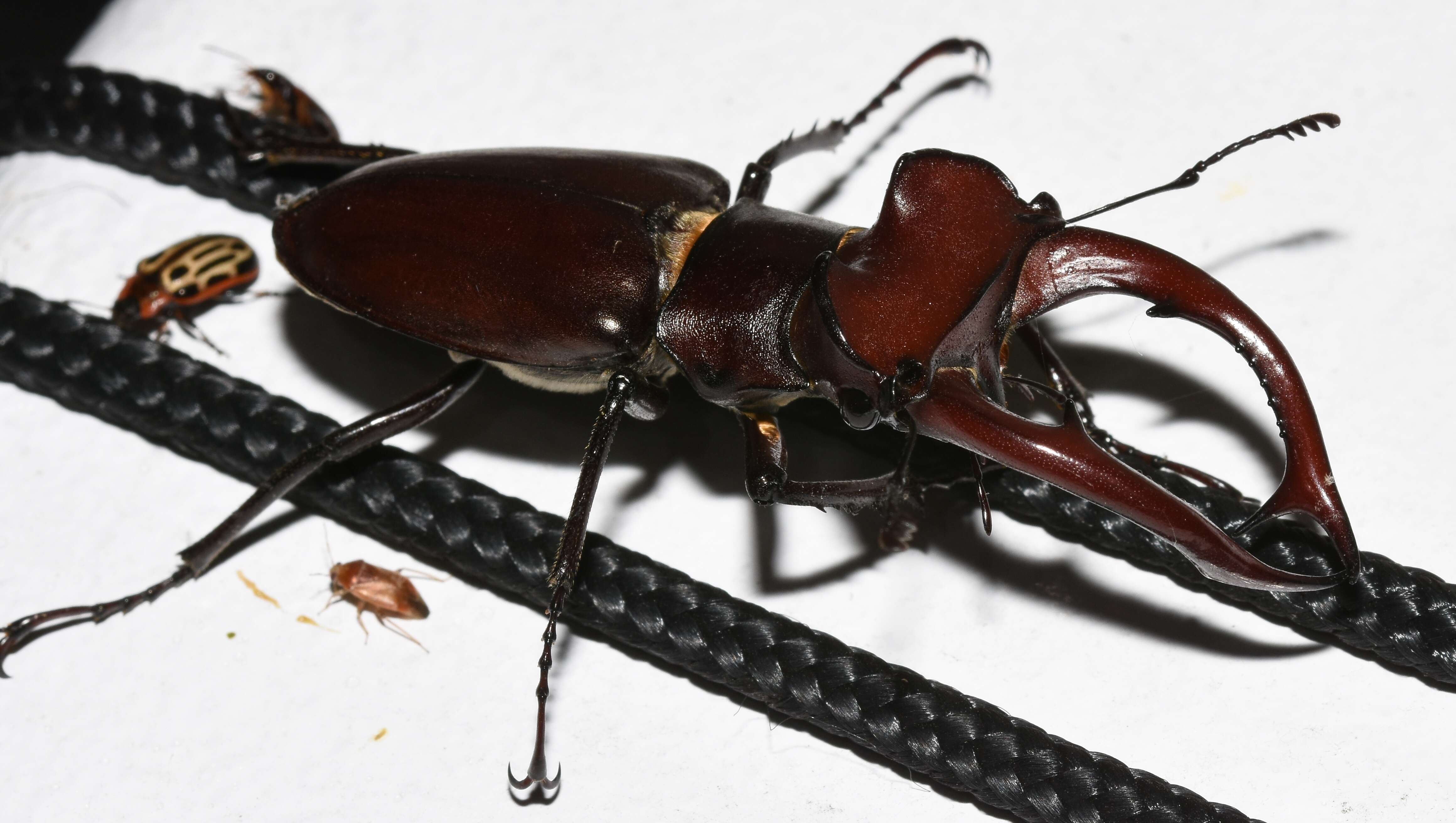 Lucanus elaphus Fabricius 1775的圖片