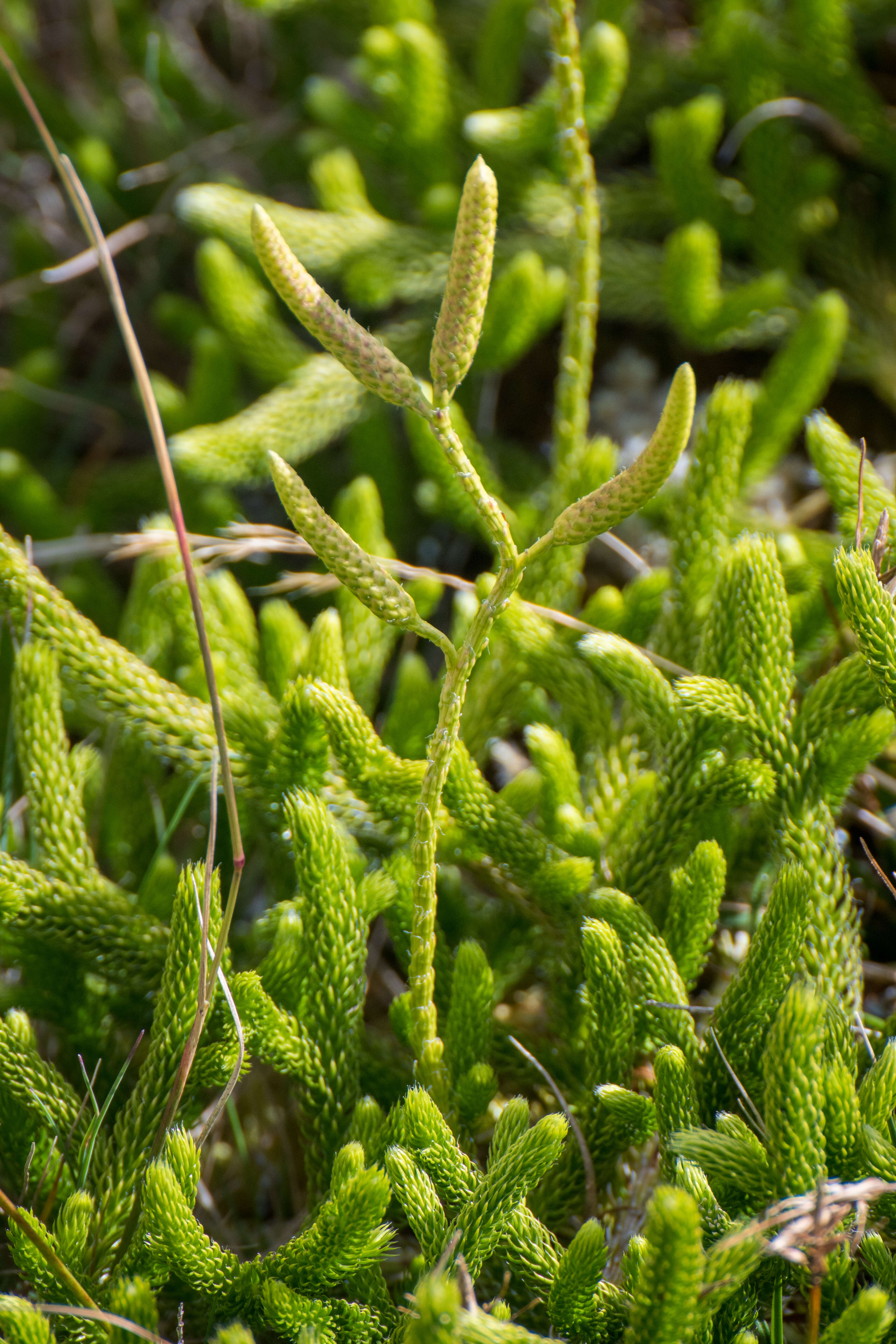 Image de Lycopode en massue