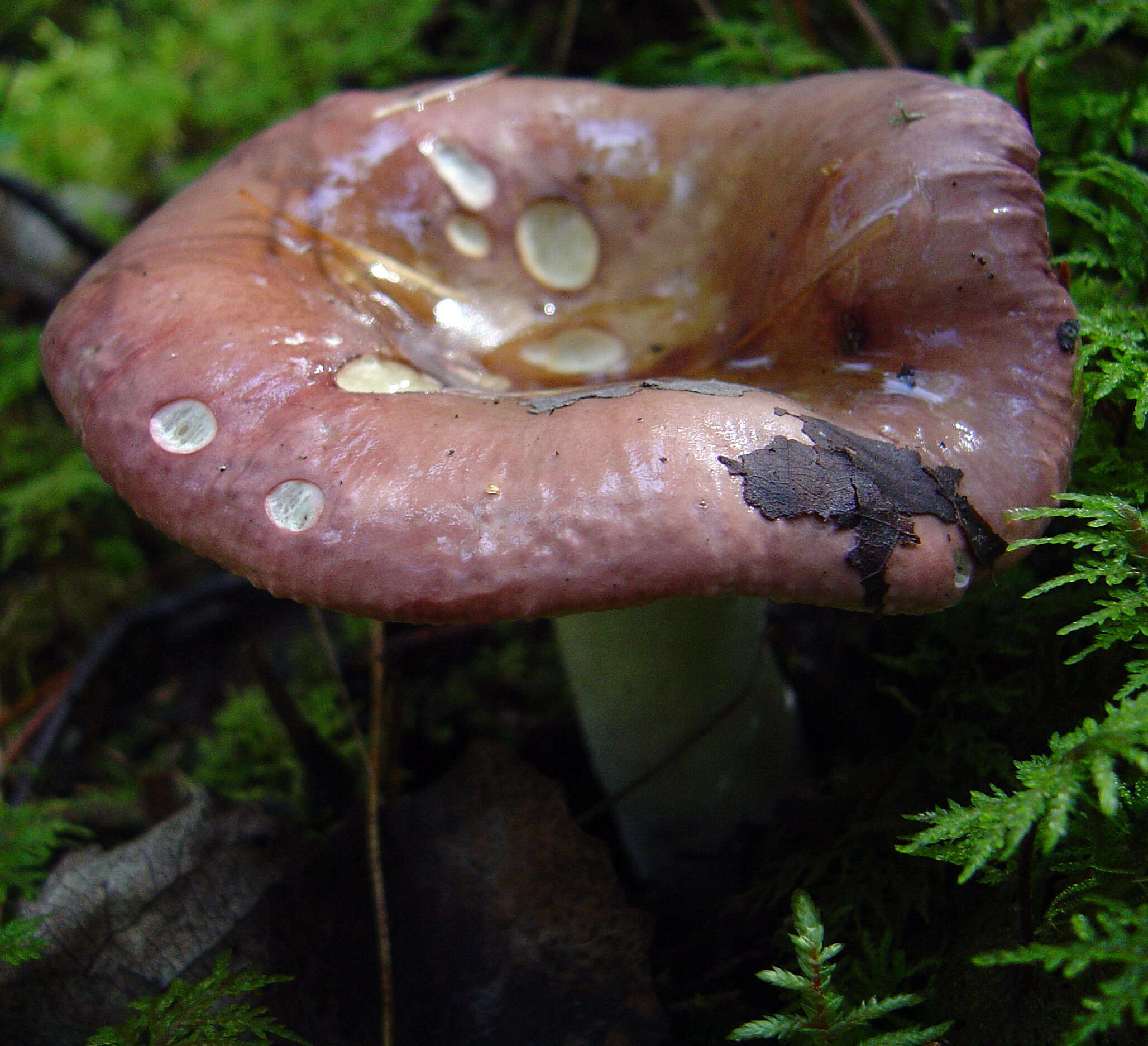 Image of Russula vinosa Lindblad 1901