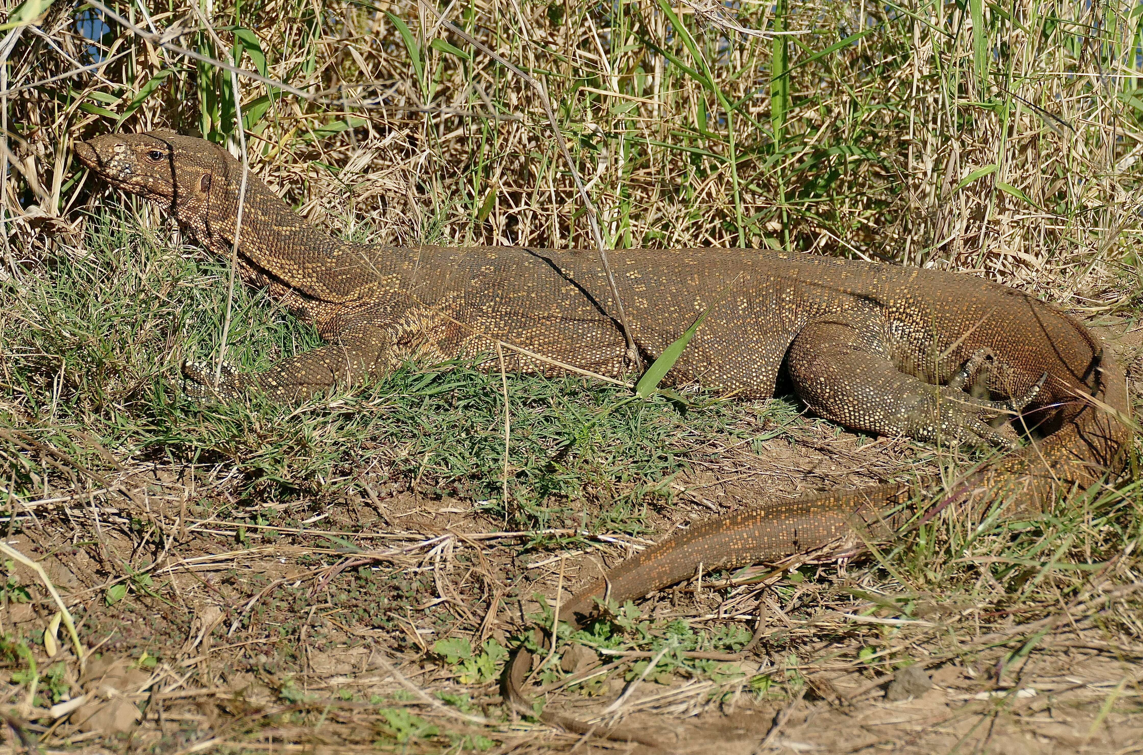 Image of Varanus niloticus