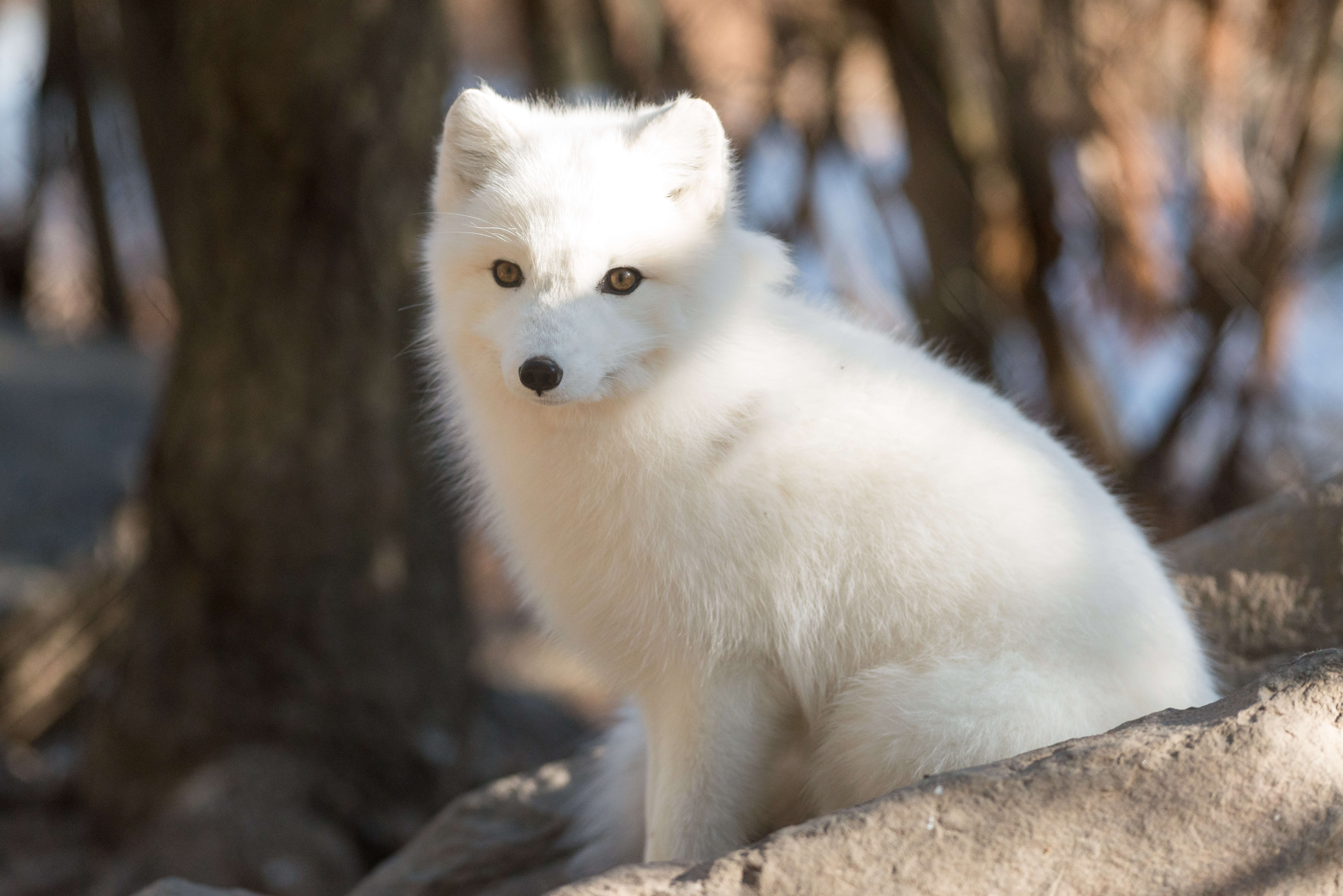 Image of Arctic Fox