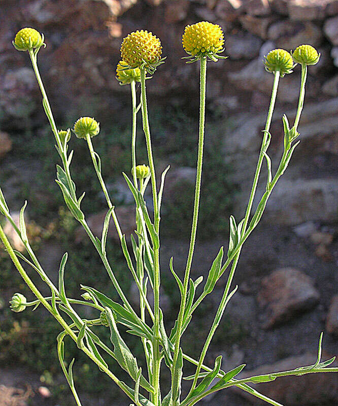 Image of Helenium aromaticum (Hook.) L. H. Bailey