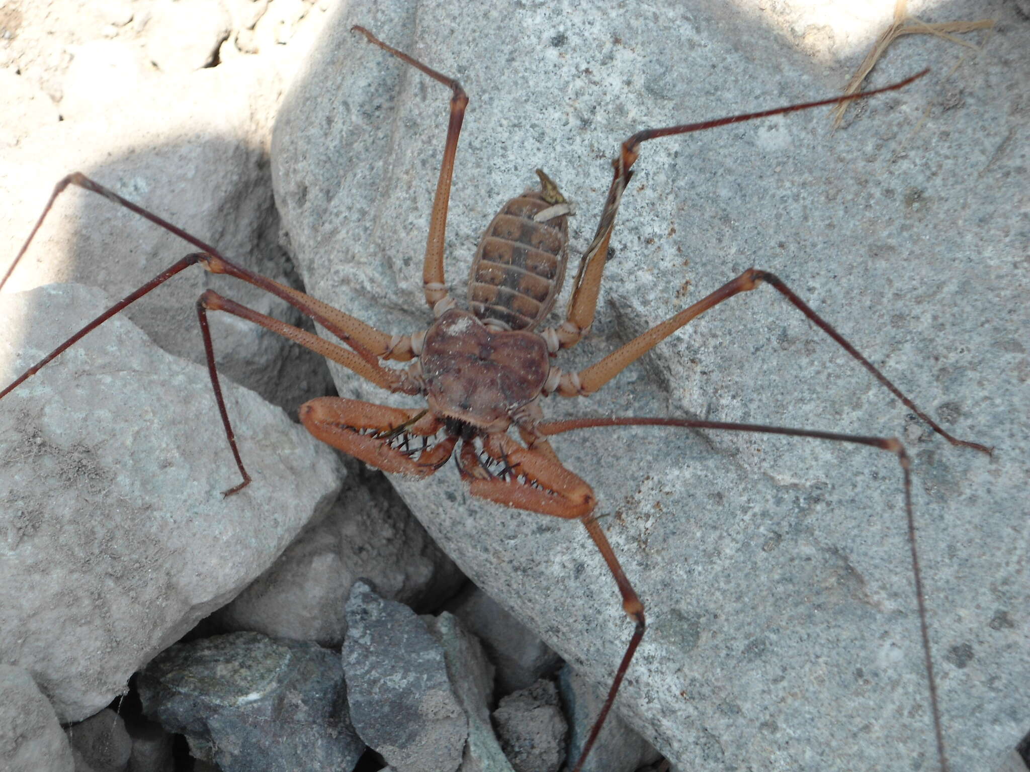 Image of Acanthophrynus Kraepelin 1899